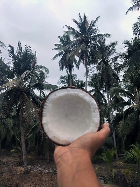 สินค้า ขาย ส่งฟรีกรุงเทพปริมณฑล ทับสะแก จำหน่ายมะพร้าวกะทิแบบลูก มะพร้าวกะทิ ประจวบครีรีขันธฺ์